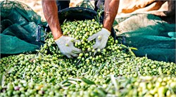 What Does the Future Hold for Pitted Olive Oils?